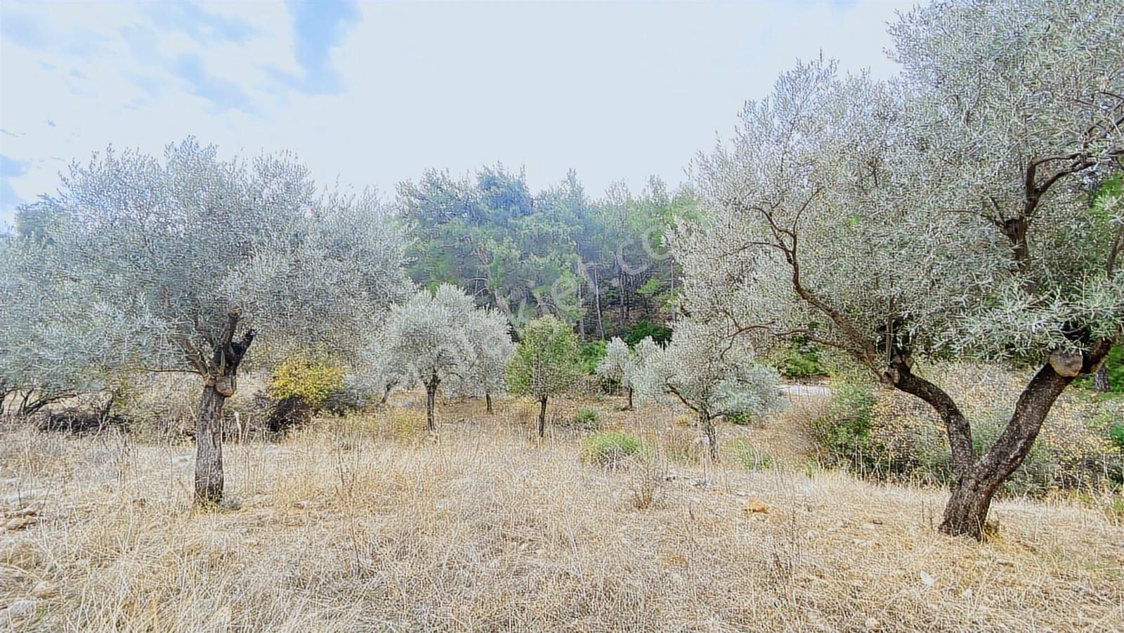 Muğla Milas Gürçamlar Satılık Zeytınlık — fotoğraf 11