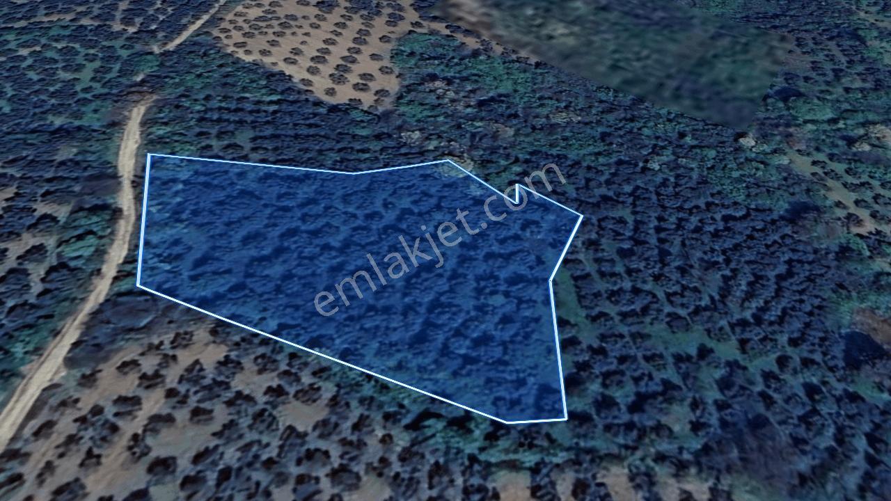 Şenköy Engerede Kadastral Yolu Olan 5.486m2 Zeytinlik — fotoğraf 2