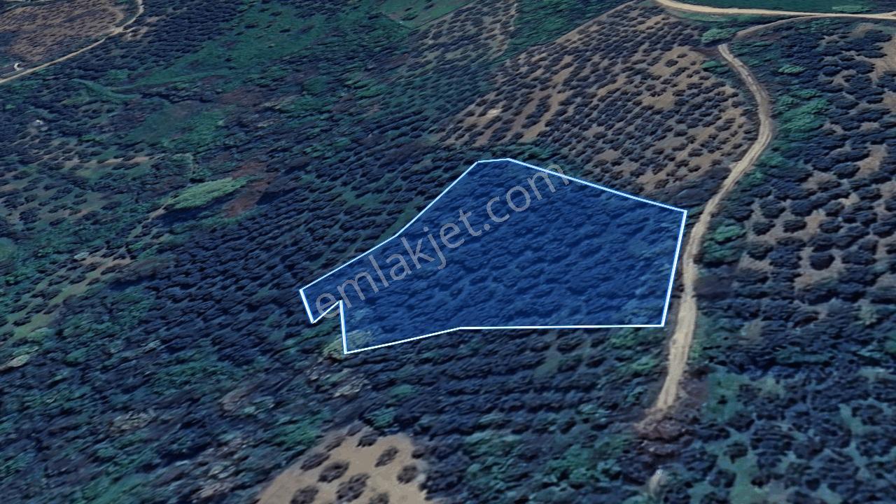 Şenköy Engerede Kadastral Yolu Olan 5.486m2 Zeytinlik — fotoğraf 3