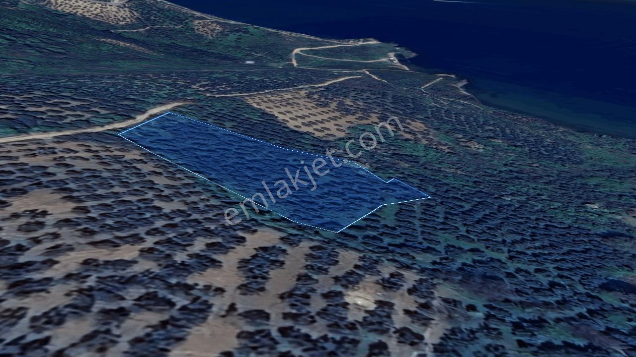 Şenköy Engerede Kadastral Yolu Olan 5.486m2 Zeytinlik — fotoğraf 4