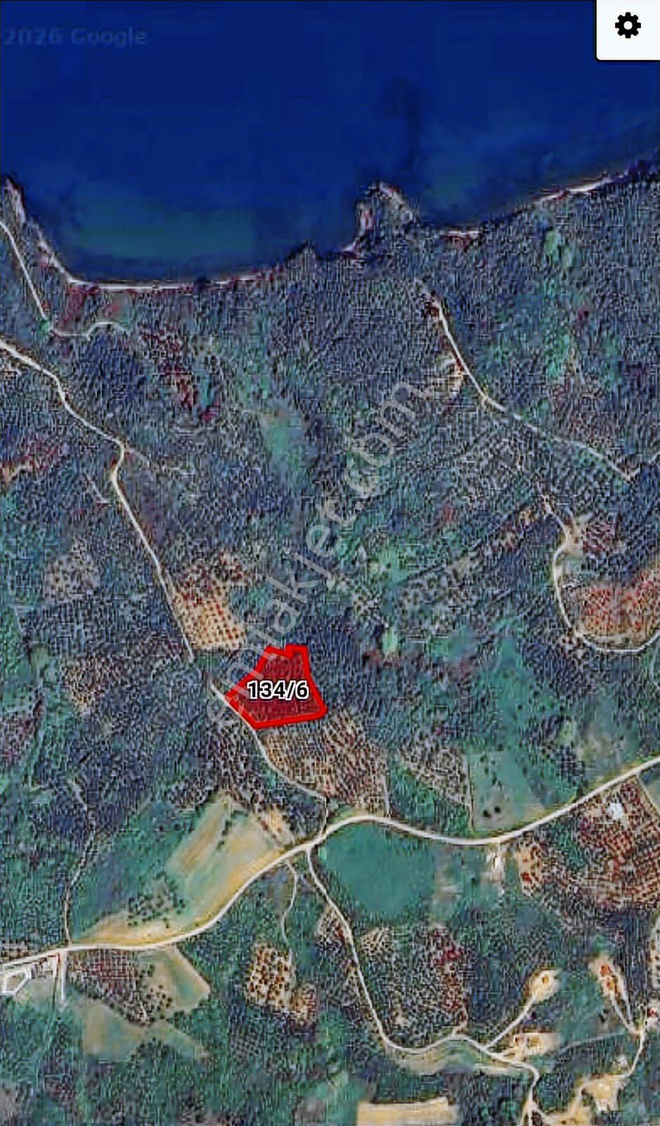 Şenköy Engerede Kadastral Yolu Olan 5.486m2 Zeytinlik — fotoğraf 5