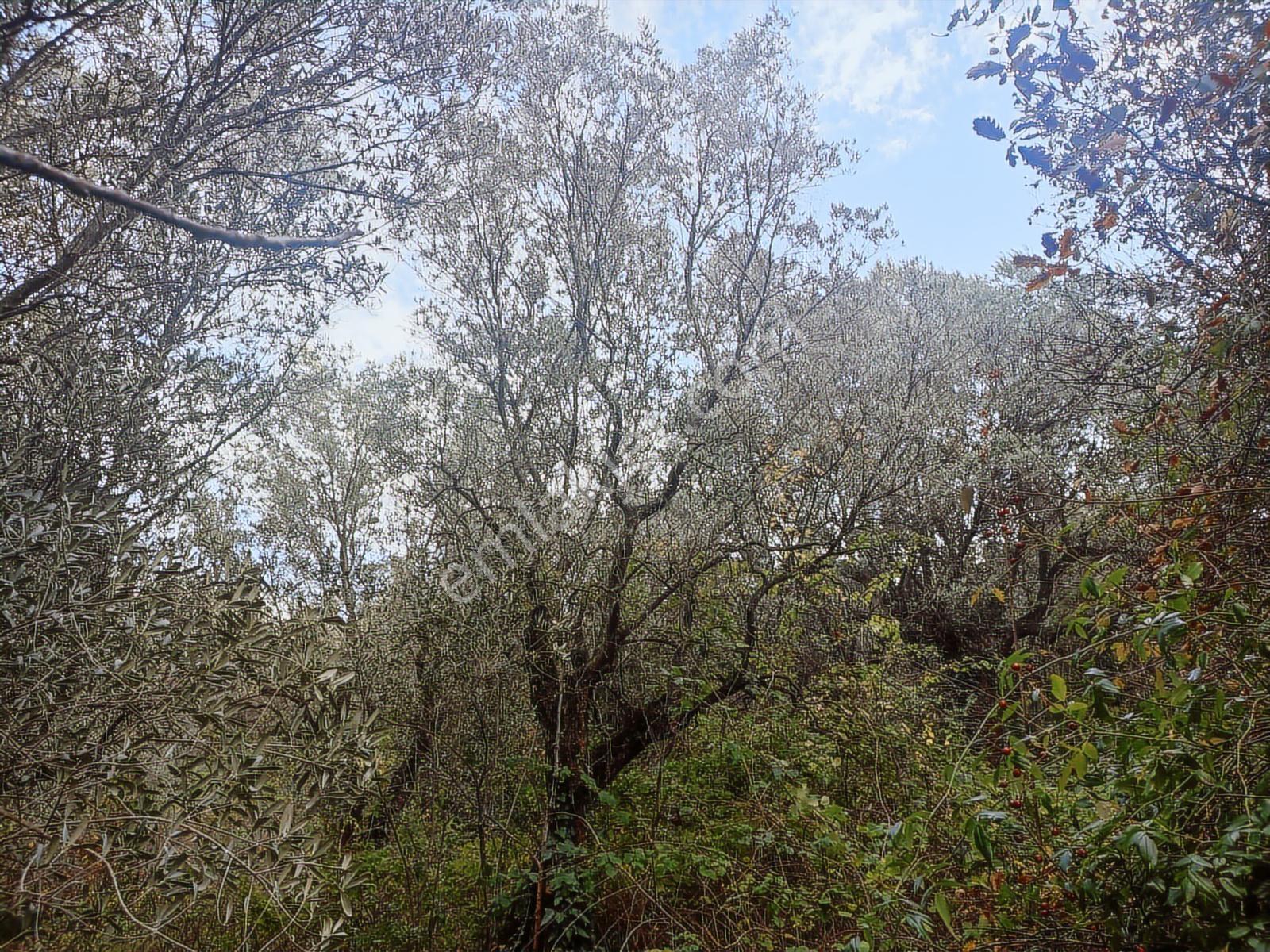 Şenköy Engerede Kadastral Yolu Olan 5.486m2 Zeytinlik — fotoğraf 6