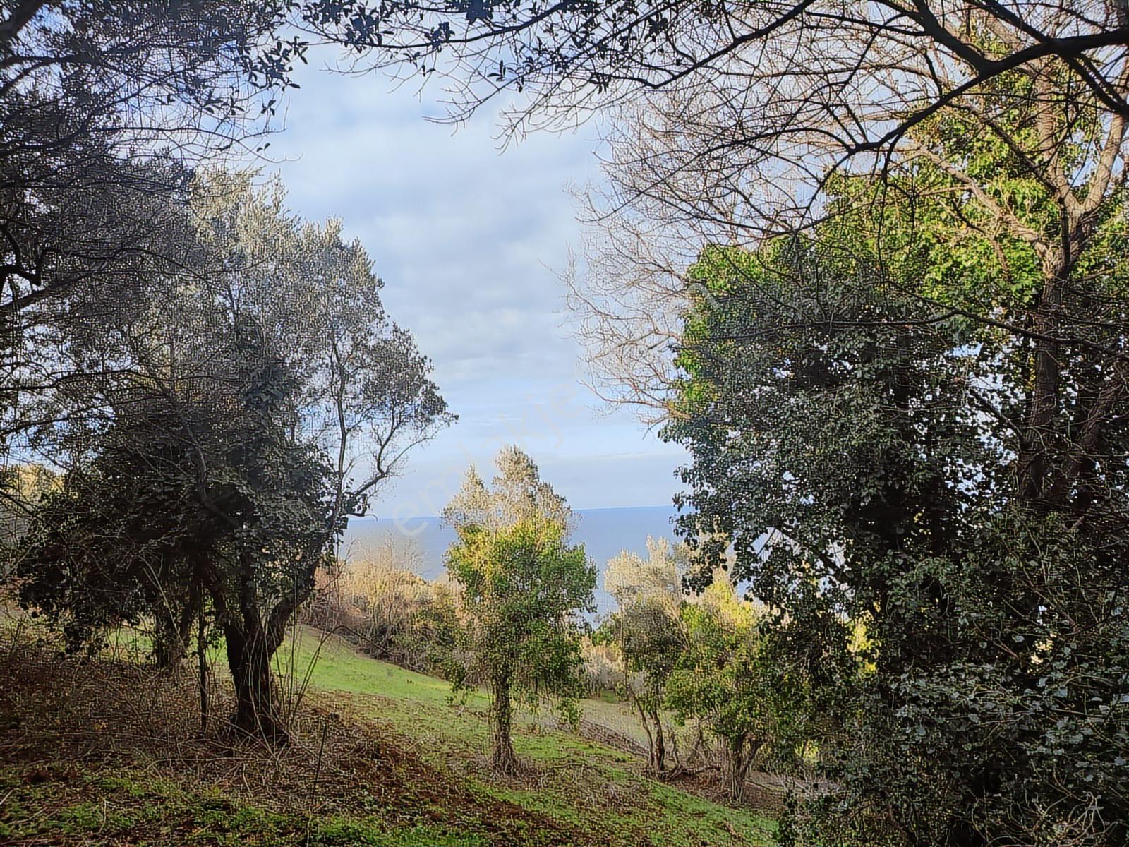 Şenköy Engerede Kadastral Yolu Olan 5.486m2 Zeytinlik — fotoğraf 7