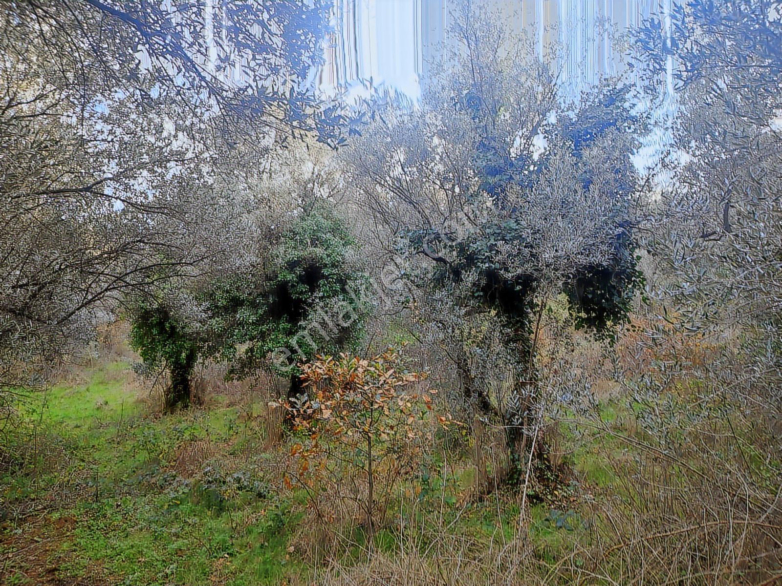 Şenköy Engerede Kadastral Yolu Olan 5.486m2 Zeytinlik — fotoğraf 8