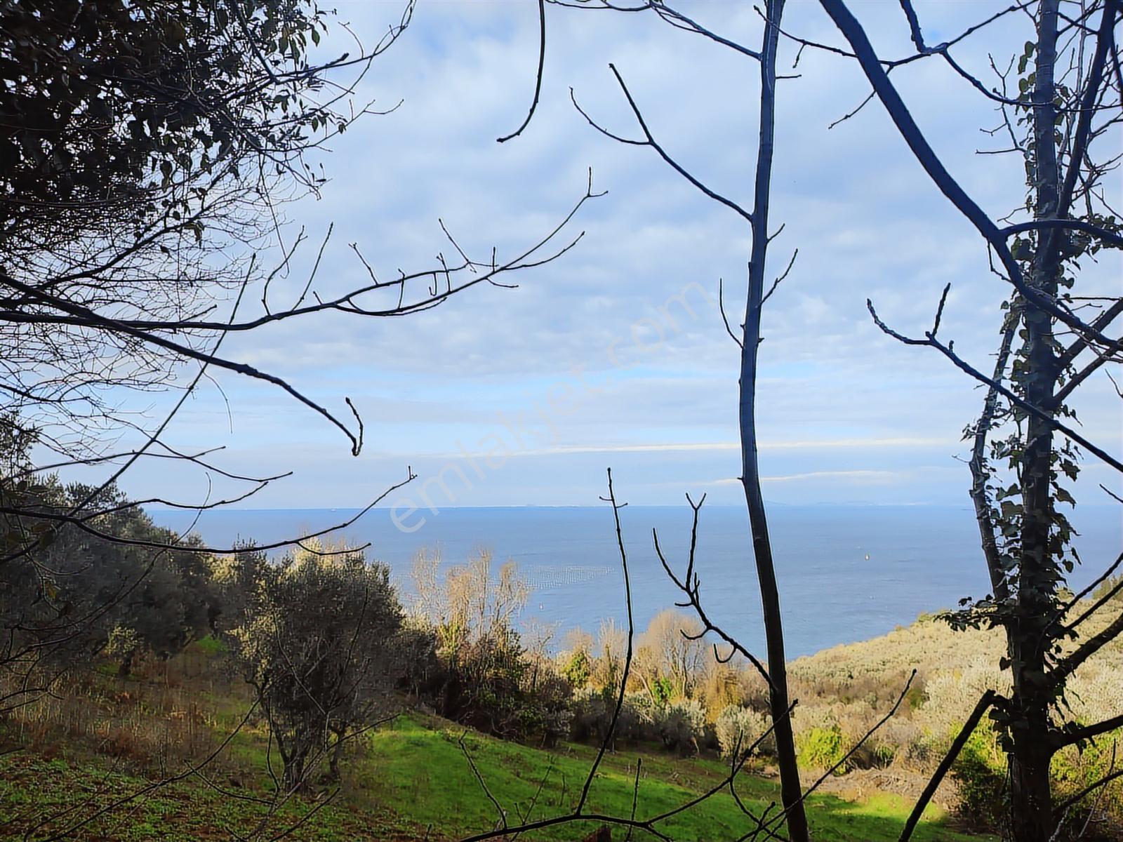 Şenköy Engerede Kadastral Yolu Olan 5.486m2 Zeytinlik — fotoğraf 9