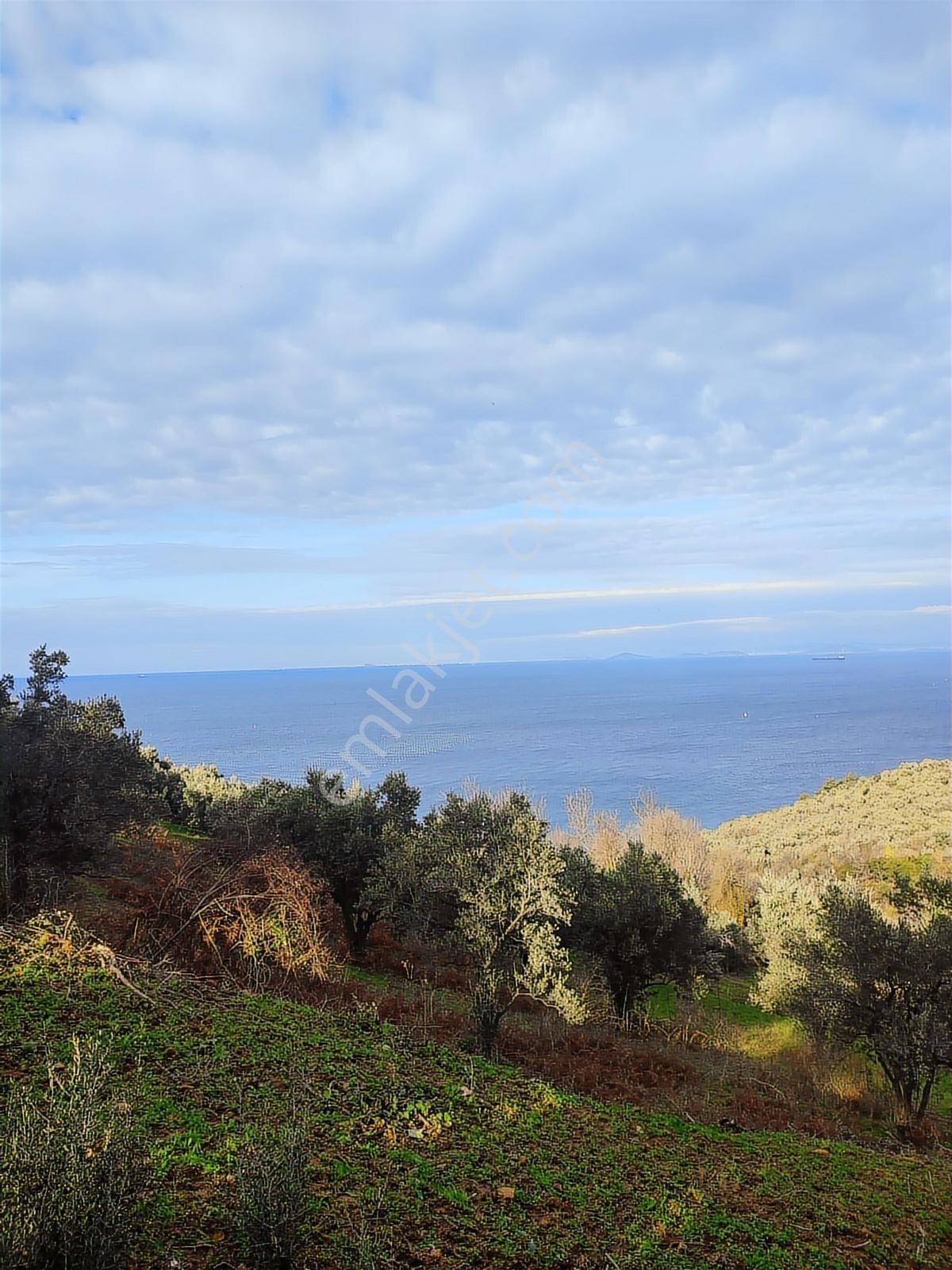 Şenköy Engerede Kadastral Yolu Olan 5.486m2 Zeytinlik — fotoğraf 10