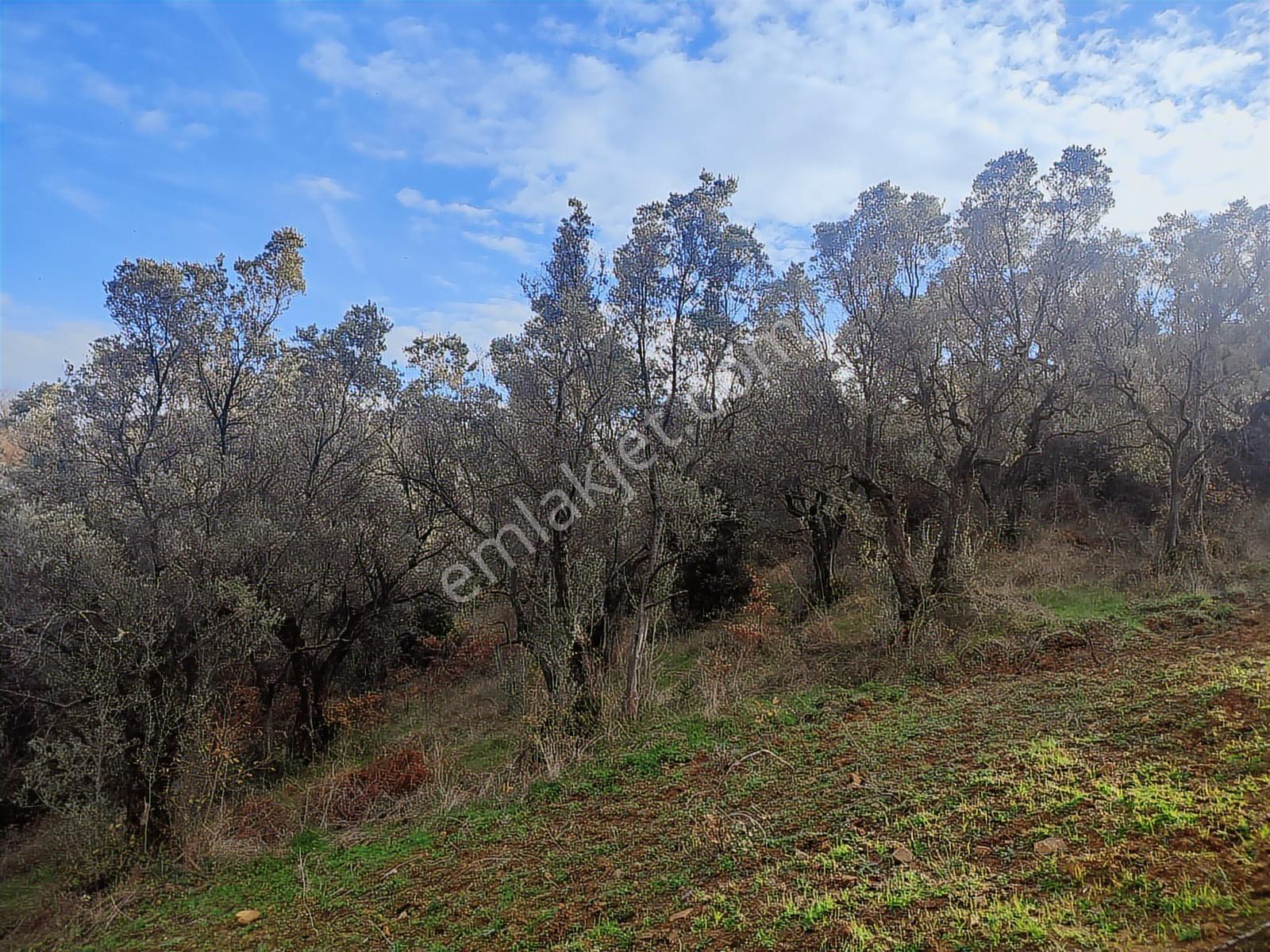 Şenköy Engerede Kadastral Yolu Olan 5.486m2 Zeytinlik — fotoğraf 11