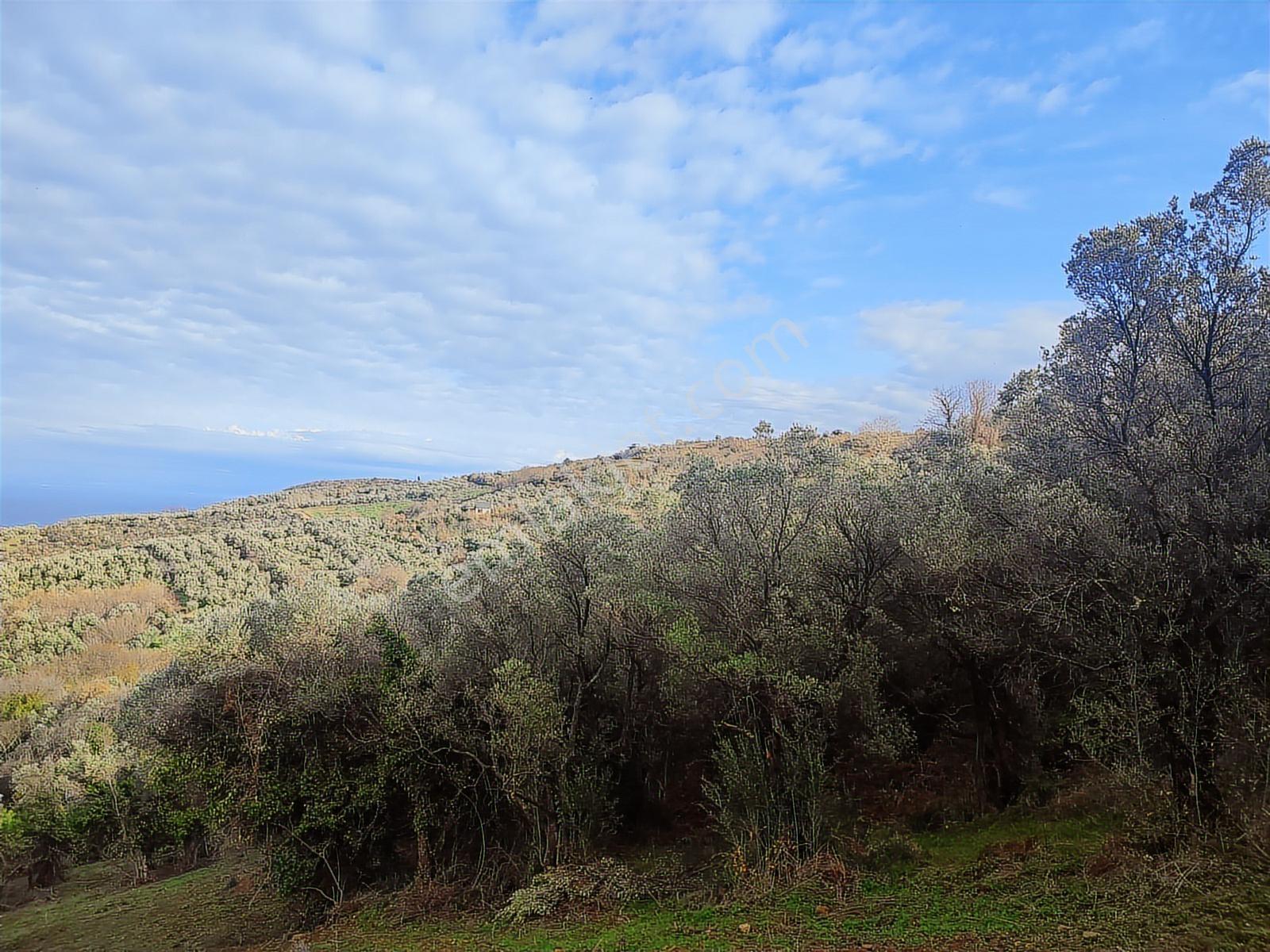 Şenköy Engerede Kadastral Yolu Olan 5.486m2 Zeytinlik — fotoğraf 12