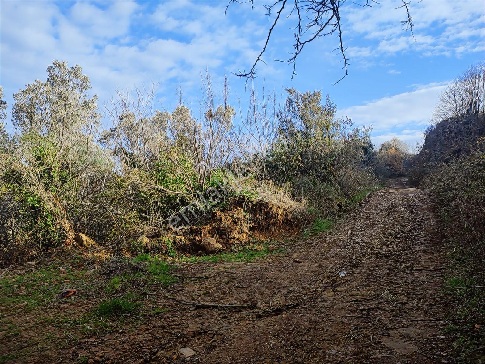 Şenköy Engerede Kadastral Yolu Olan 5.486m2 Zeytinlik — fotoğraf 13