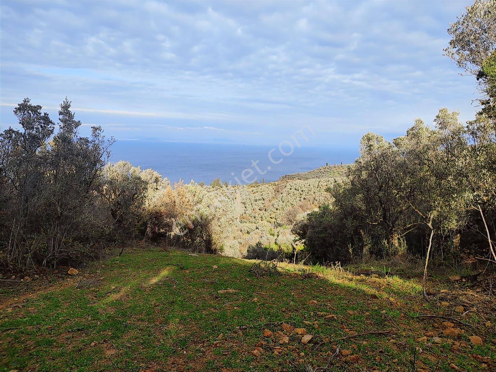 Şenköy Engerede Kadastral Yolu Olan 5.486m2 Zeytinlik — fotoğraf 14