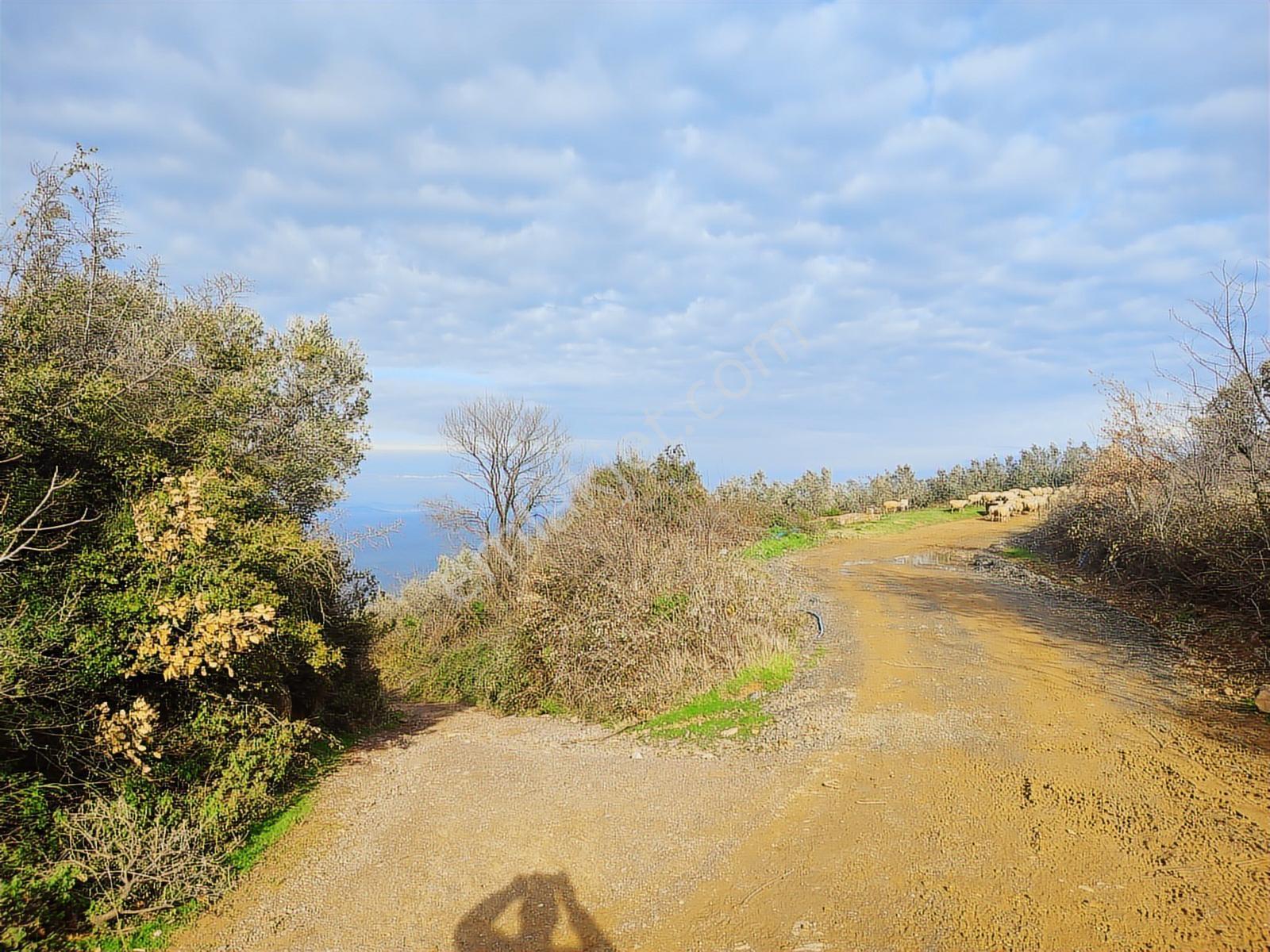 Şenköy Engerede Kadastral Yolu Olan 5.486m2 Zeytinlik — fotoğraf 15
