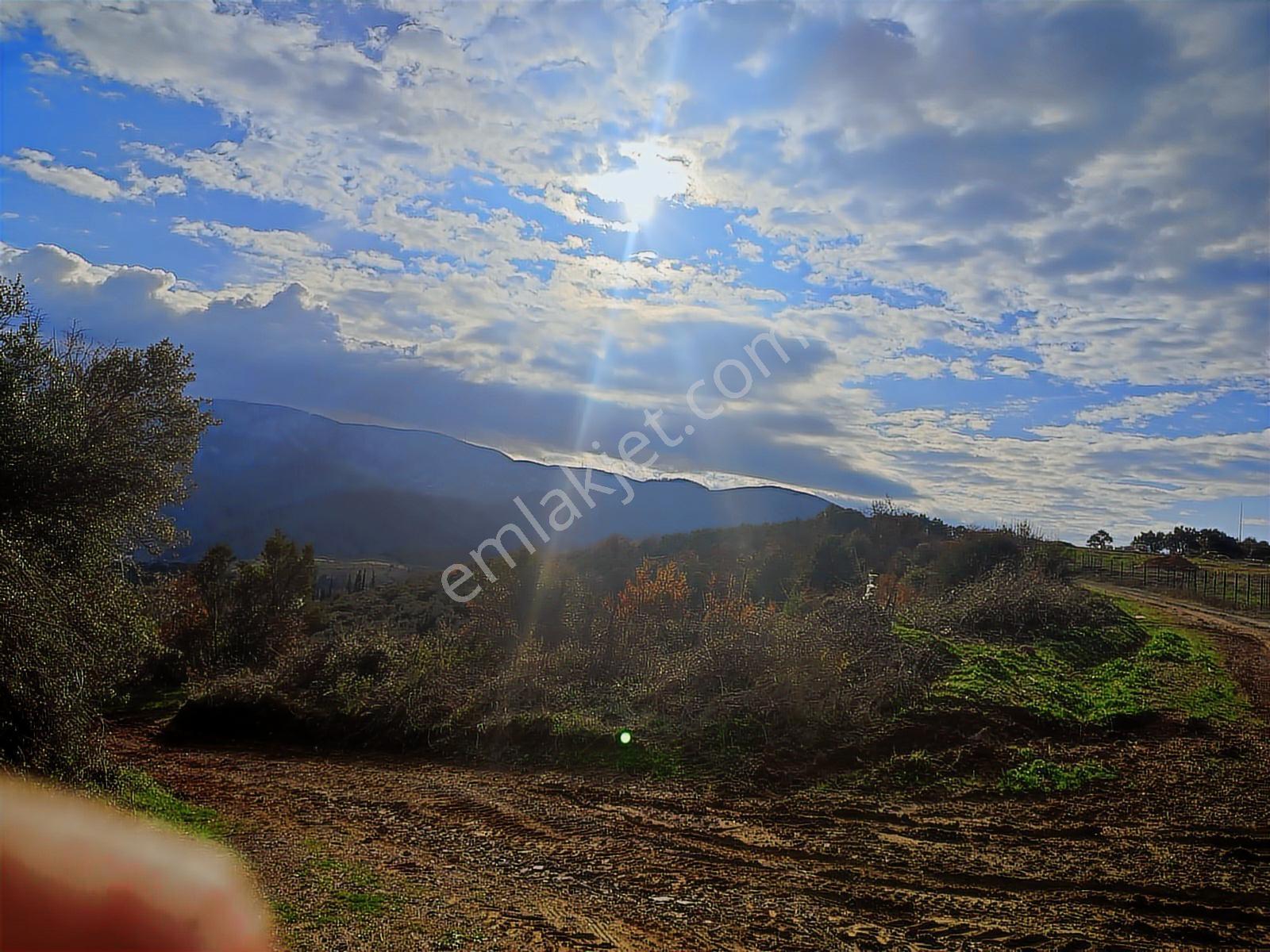 Şenköy Engerede Kadastral Yolu Olan 5.486m2 Zeytinlik — fotoğraf 16