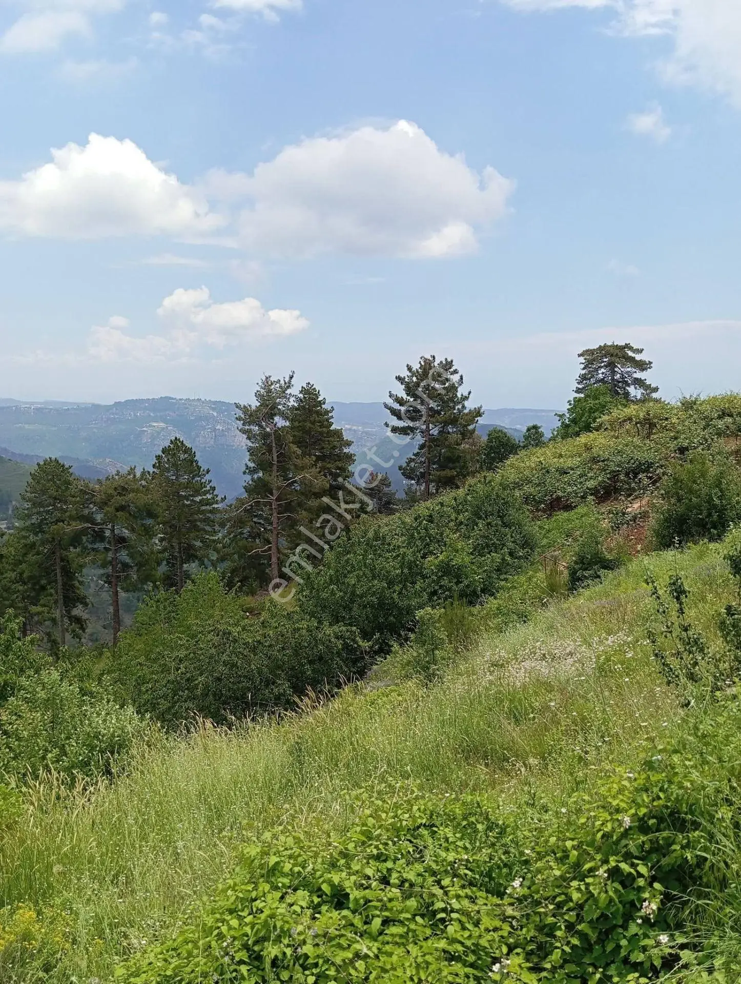 Aydın'dan Erdemli Sinap Mah Satılık Acil Flrsat Verimli Toprak Bulunan Tarla Bahçemiz 5.600 M² — fotoğraf 2