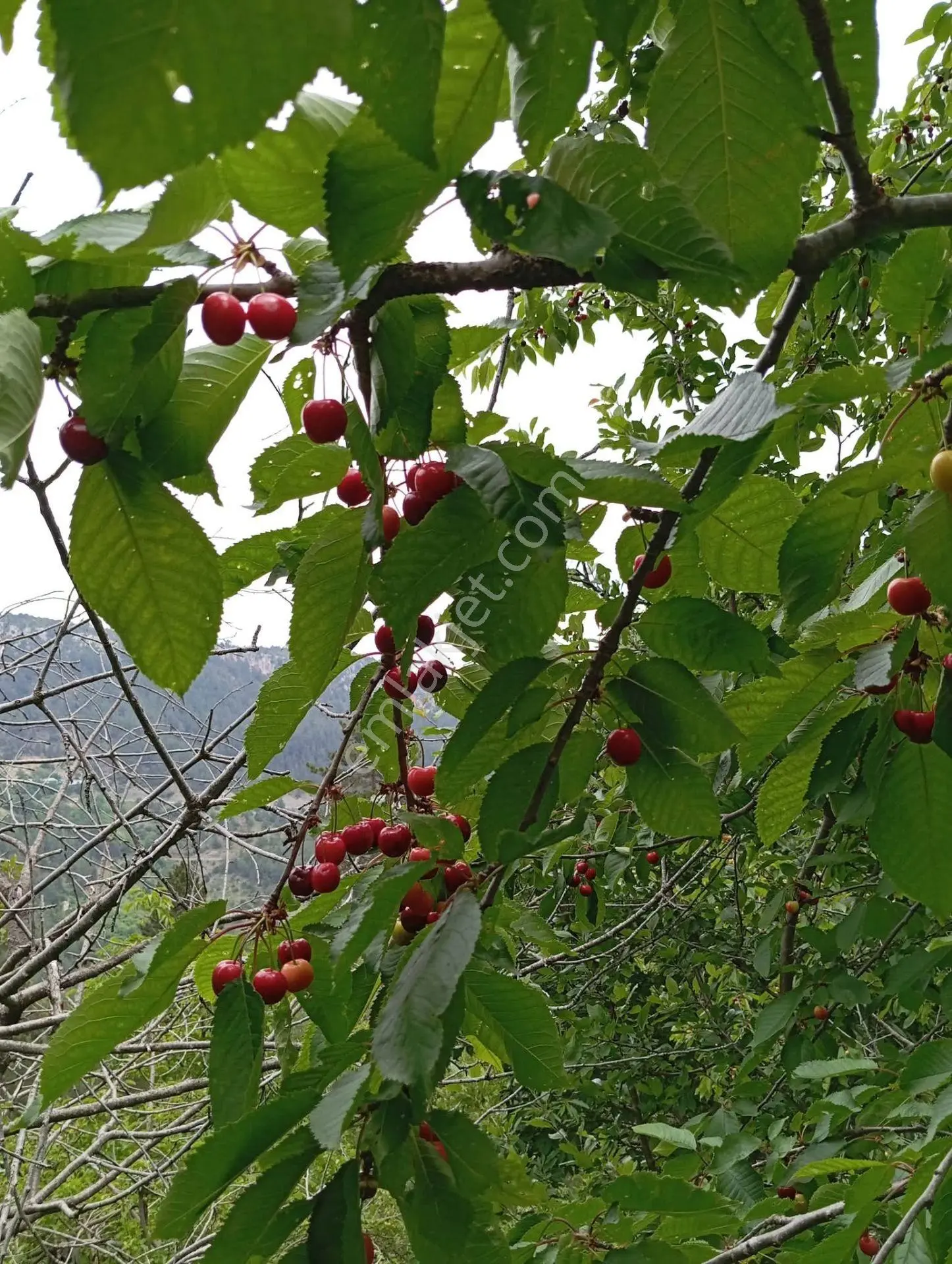 Aydın'dan Erdemli Sinap Mah Satılık Acil Flrsat Verimli Toprak Bulunan Tarla Bahçemiz 5.600 M² — fotoğraf 3