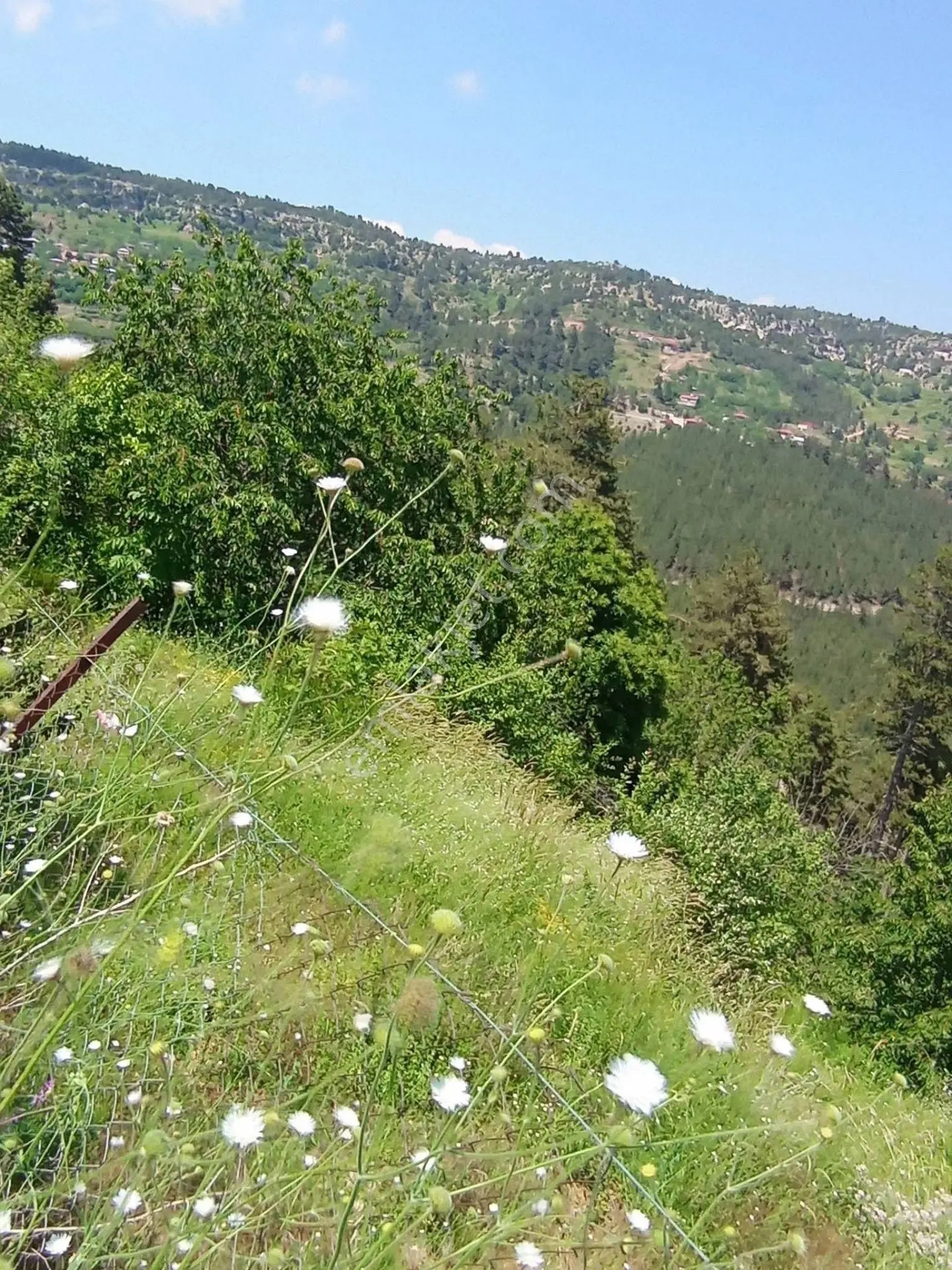 Aydın'dan Erdemli Sinap Mah Satılık Acil Flrsat Verimli Toprak Bulunan Tarla Bahçemiz 5.600 M² — fotoğraf 4