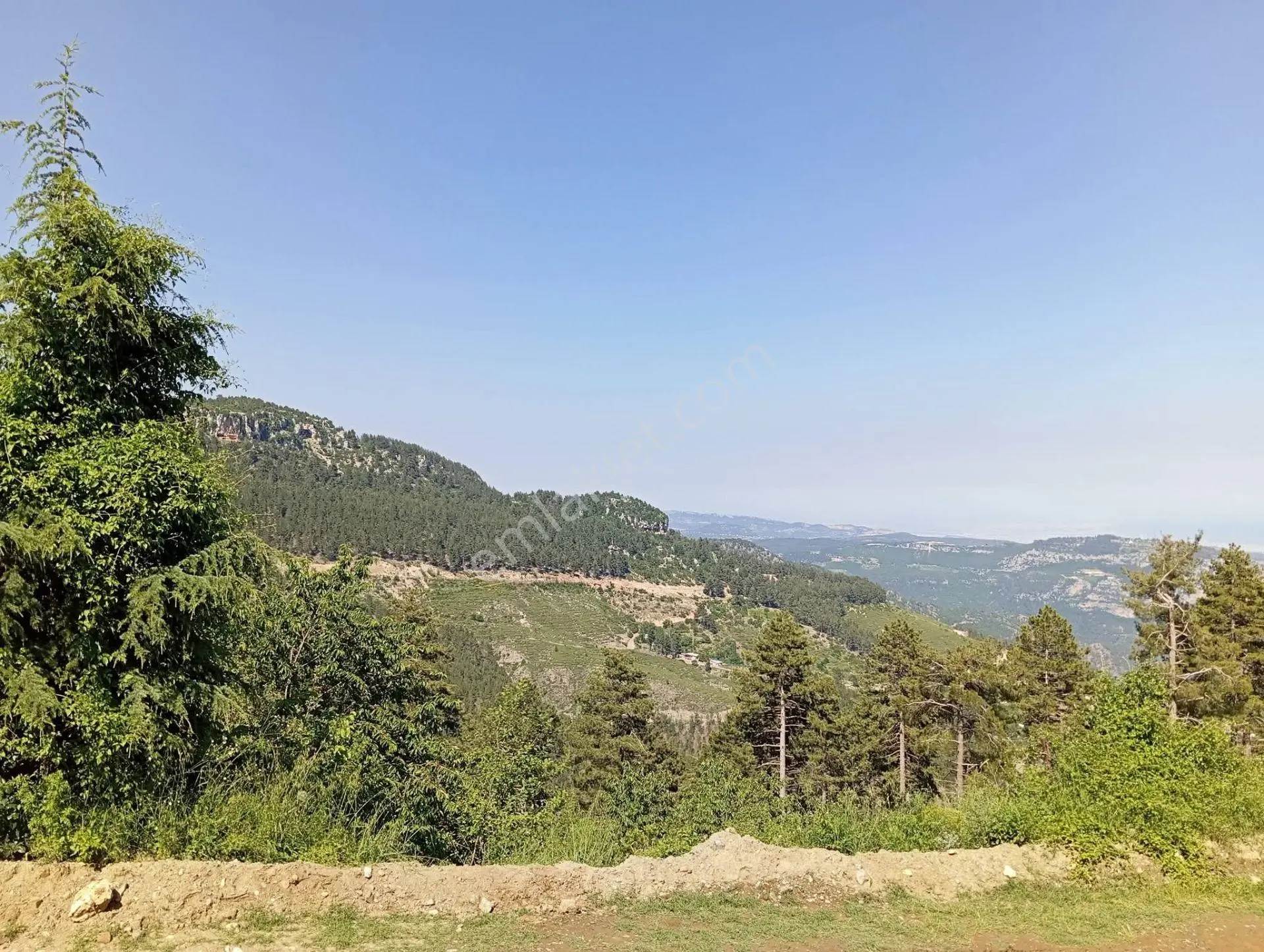 Aydın'dan Erdemli Sinap Mah Satılık Acil Flrsat Verimli Toprak Bulunan Tarla Bahçemiz 5.600 M² — fotoğraf 5