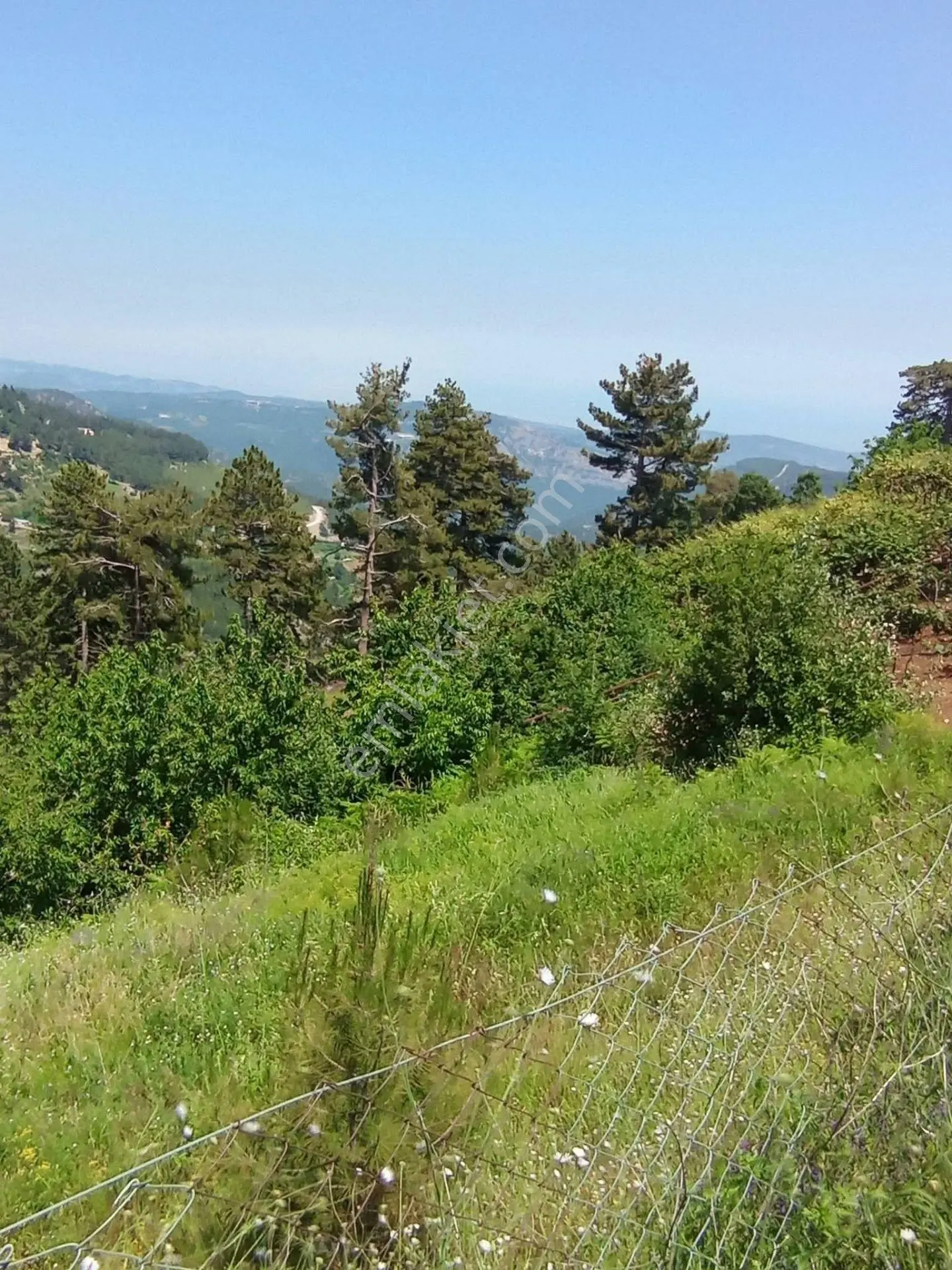 Aydın'dan Erdemli Sinap Mah Satılık Acil Flrsat Verimli Toprak Bulunan Tarla Bahçemiz 5.600 M² — fotoğraf 7