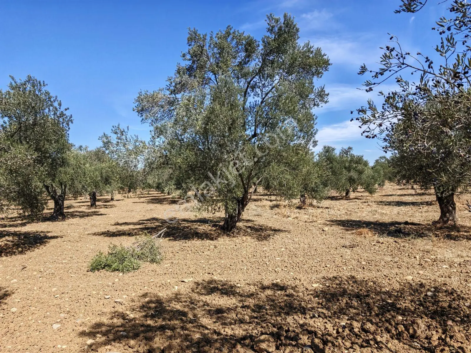 Artur Tatil Köyü Sitelerine Yakın 2.659 M² Zeytinlik — fotoğraf 2