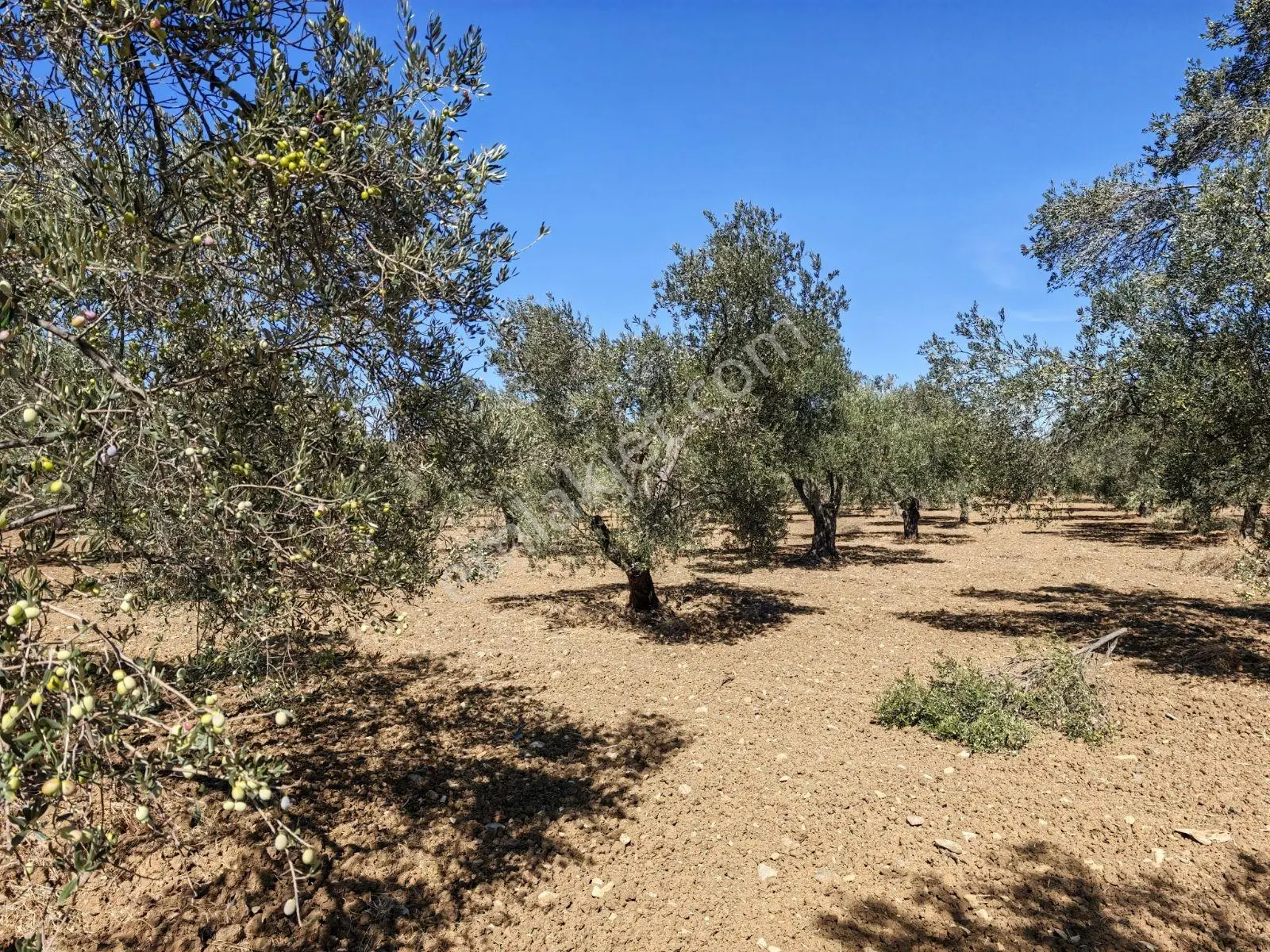 Artur Tatil Köyü Sitelerine Yakın 2.659 M² Zeytinlik — fotoğraf 3