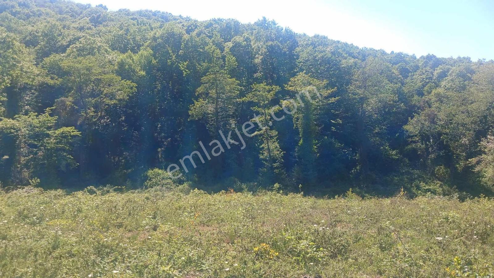 Şile Kabakoz Mahallesinde Fırsat Arsa — fotoğraf 6