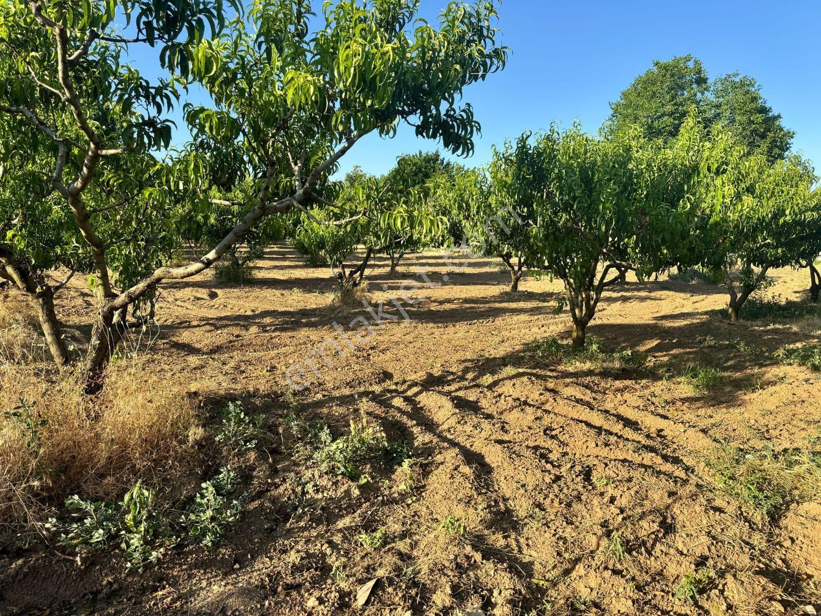 Isparta Büyükgökçeli'de 851m2 Satılık Bağ — fotoğraf 12