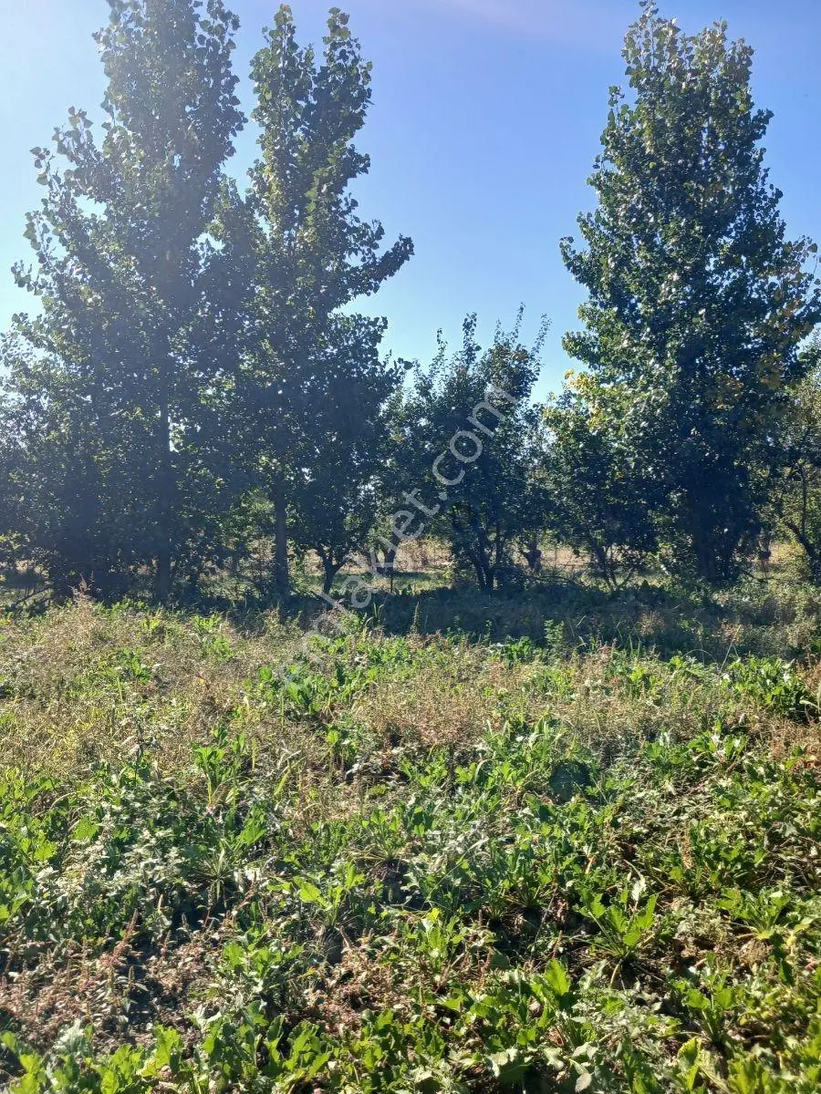 Akbelen Köyünde Yatırımlık Satılık Bahçe — fotoğraf 10