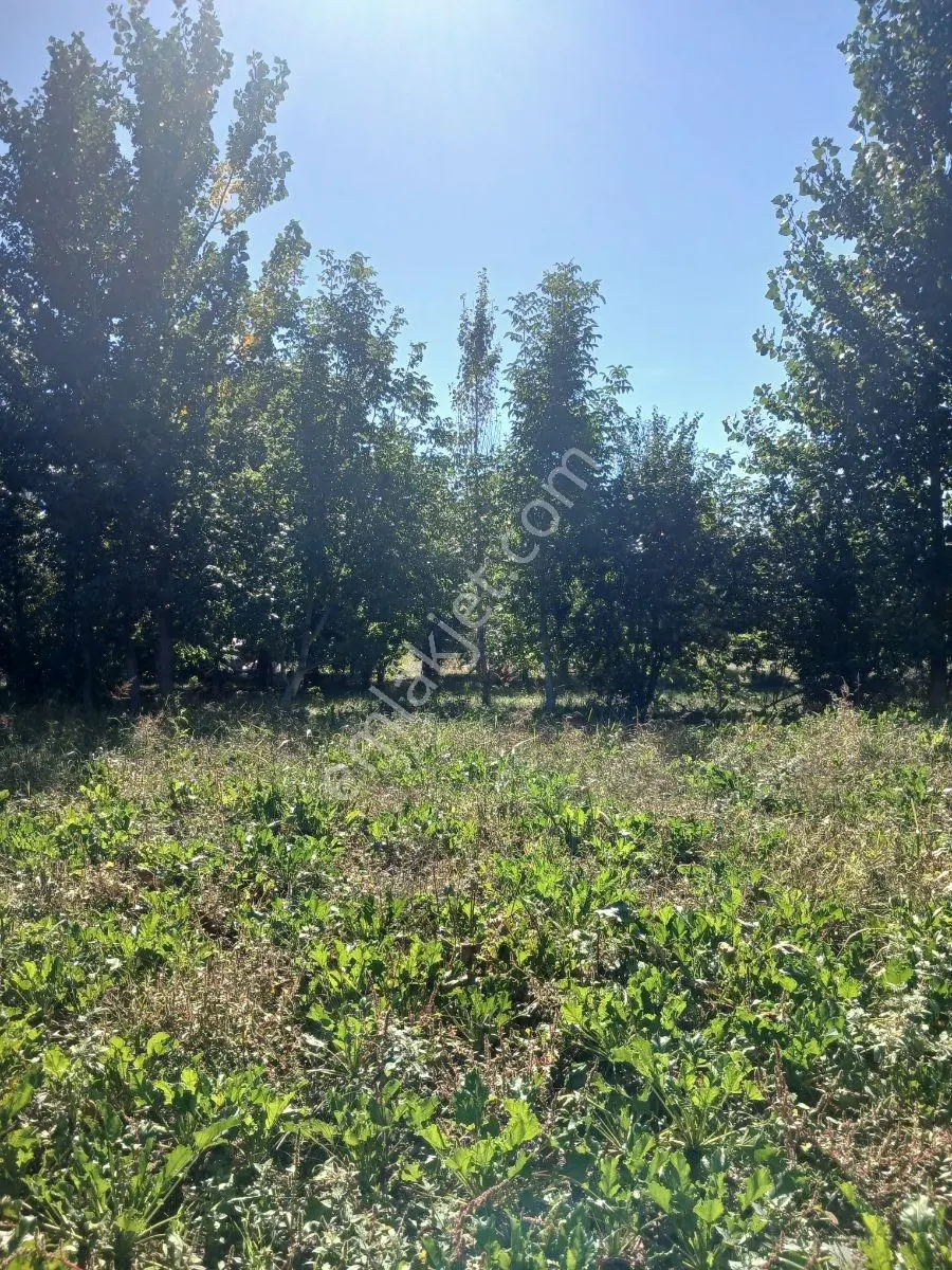 Akbelen Köyünde Yatırımlık Satılık Bahçe — fotoğraf 11