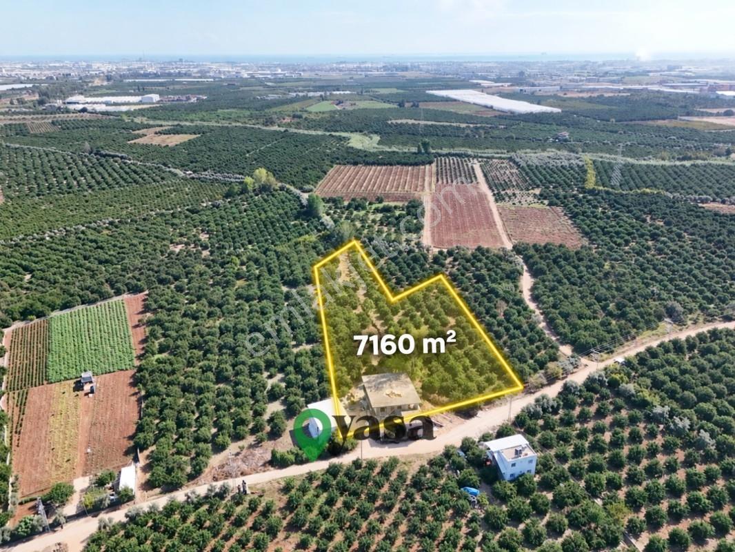 Yaşa Gyd - Bekirdede 7.160 M², Su Ve Elektrik Bulunan Arsa — fotoğraf 3