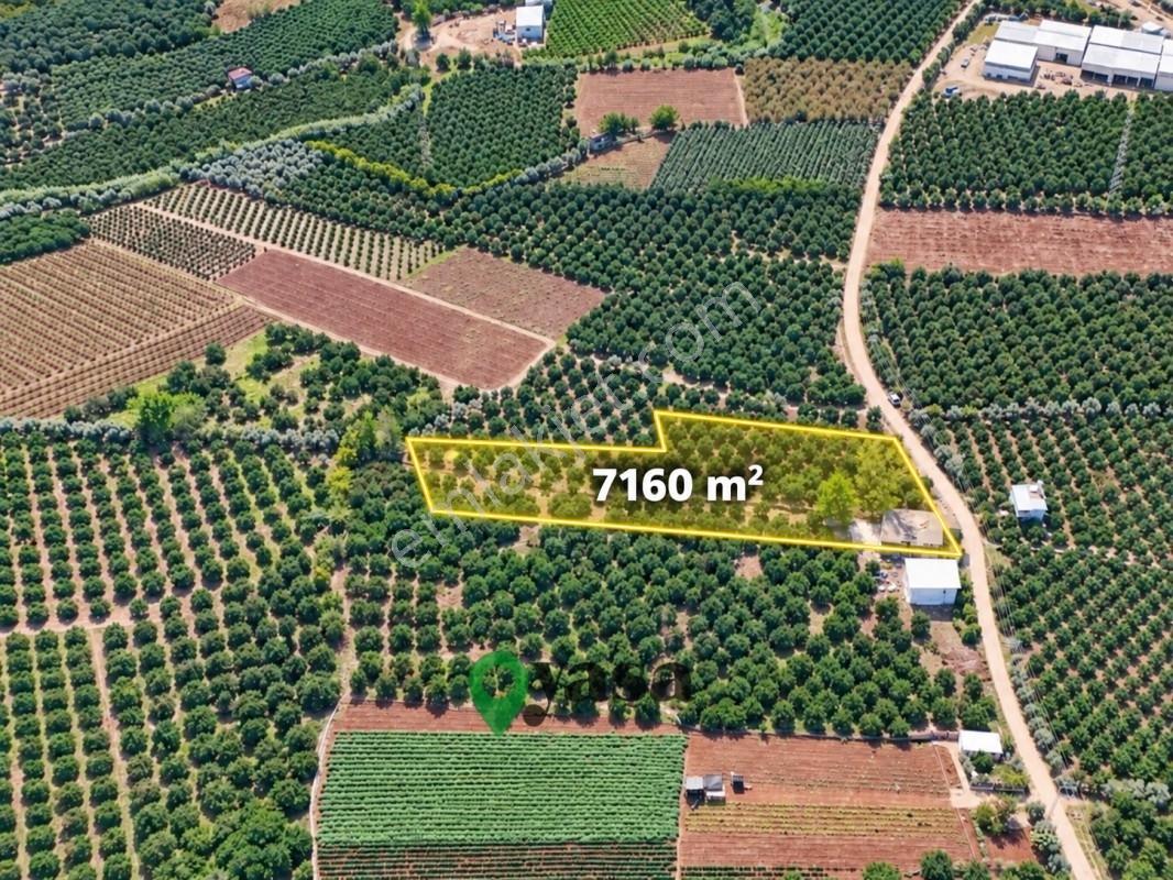 Yaşa Gyd - Bekirdede 7.160 M², Su Ve Elektrik Bulunan Arsa — fotoğraf 4