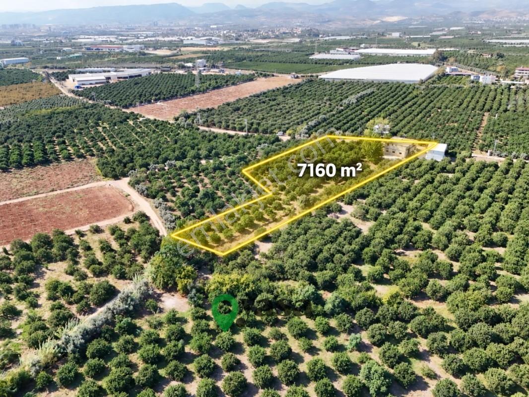 Yaşa Gyd - Bekirdede 7.160 M², Su Ve Elektrik Bulunan Arsa — fotoğraf 7