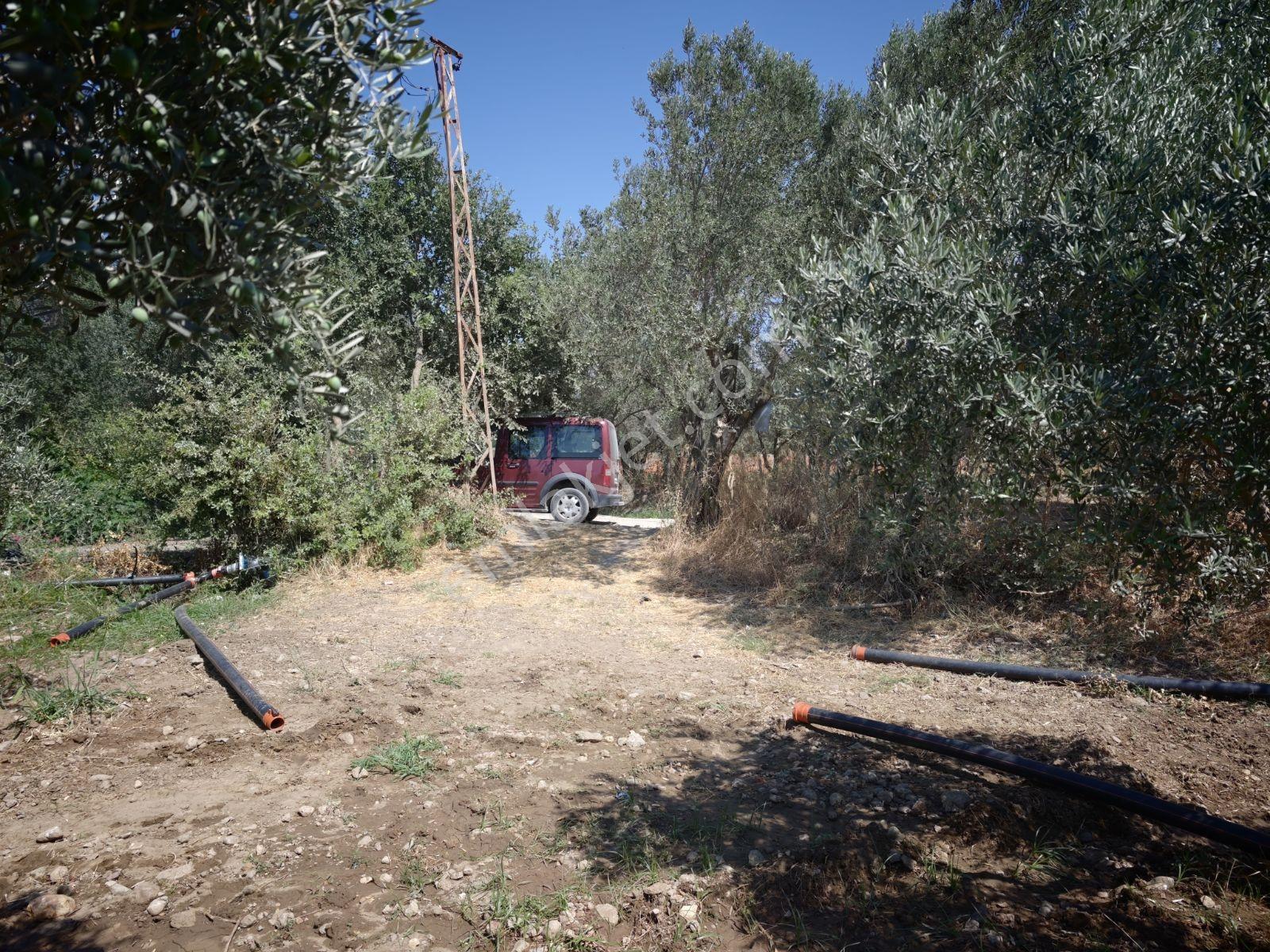 Şimşekten Kızıklı'da Güzel Konumda 7.5 Dönüm Tarla — fotoğraf 5