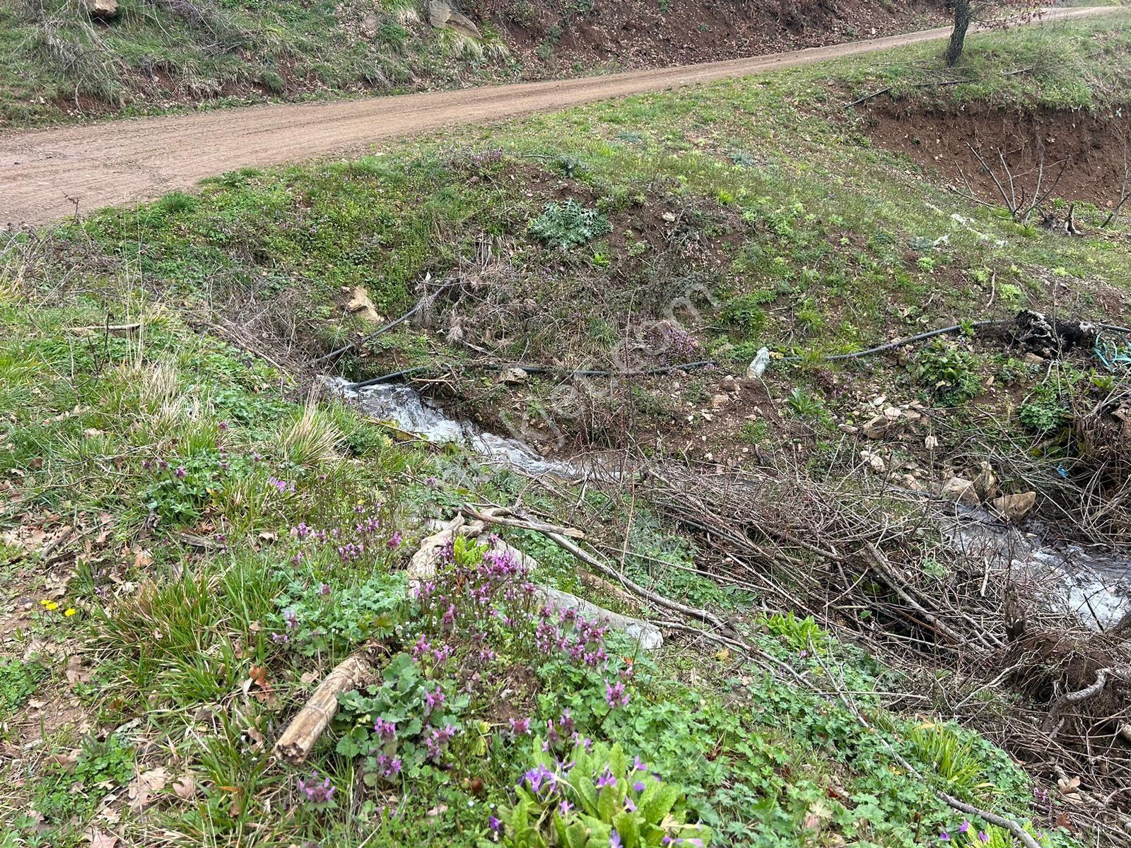 Pamukova Kazımiyede Resmi Yola Cepheli Hobi Bahçesi — fotoğraf 24