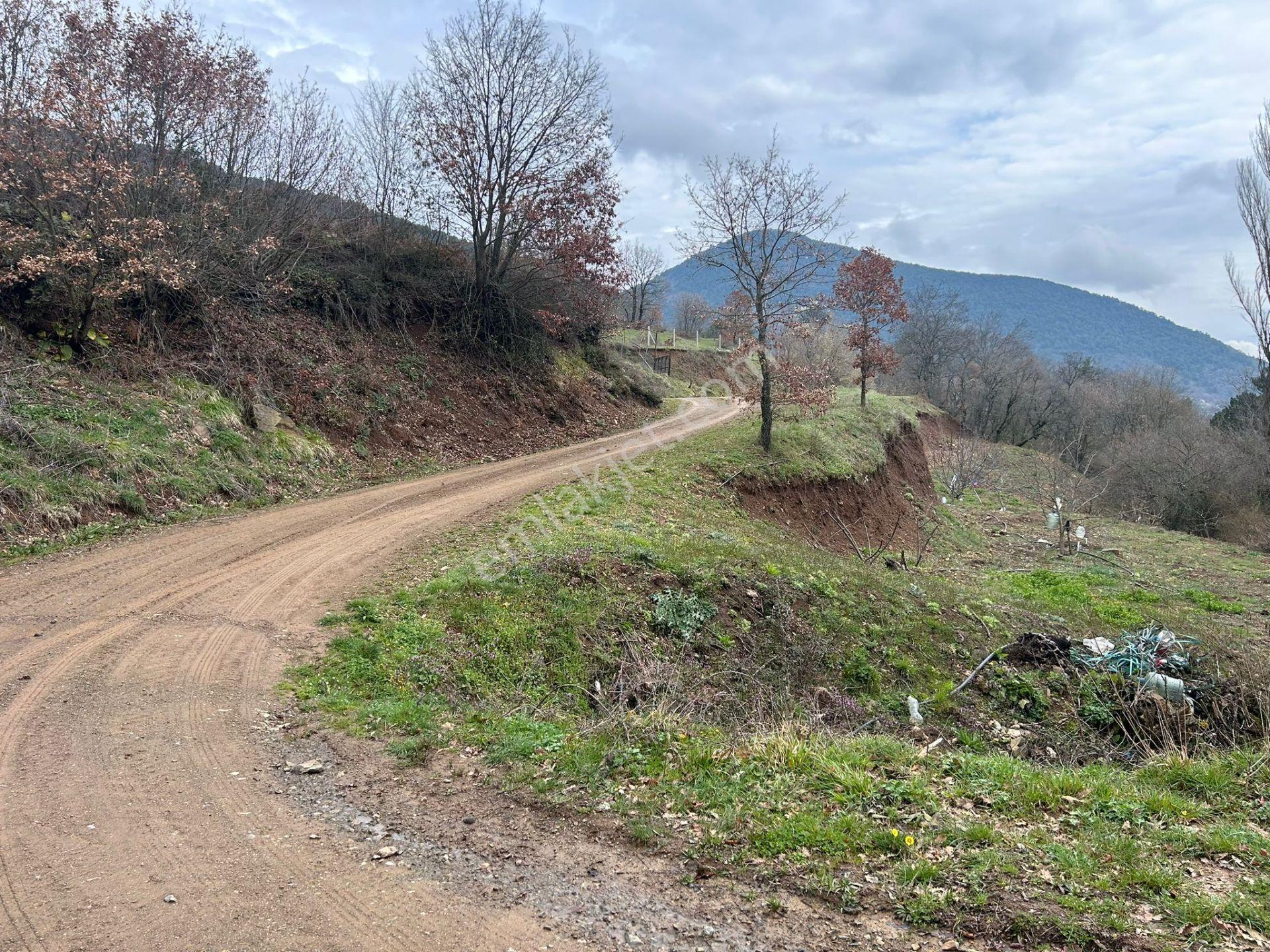 Pamukova Kazımiyede Resmi Yola Cepheli Hobi Bahçesi — fotoğraf 29