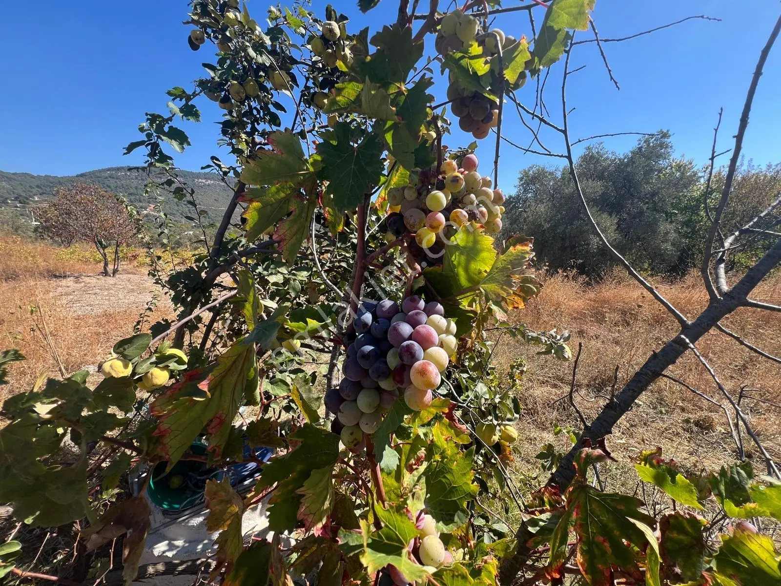 Buca Kırklarda Kadastral Yola Cepheli Yatırımlık Tarla&bağ — fotoğraf 3