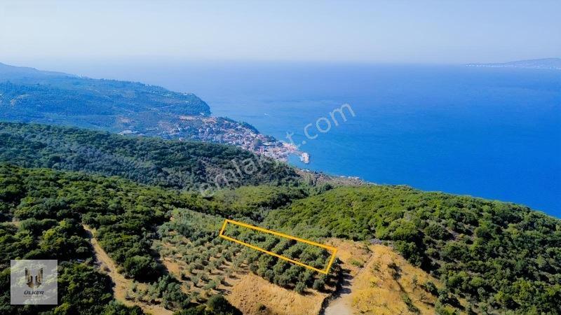 Ülker Den Kumyaka Da Ful Deniz Manzaralı Tek Tapu Zeytinlik