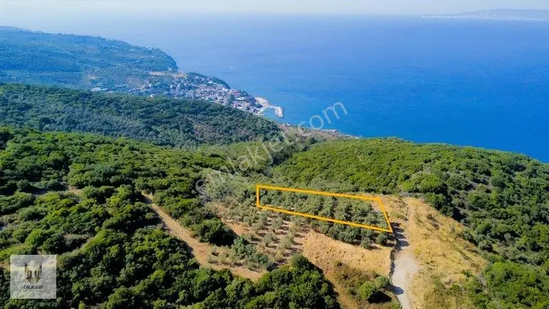 Ülker Den Kumyaka Da Ful Deniz Manzaralı Tek Tapu Zeytinlik — fotoğraf 2
