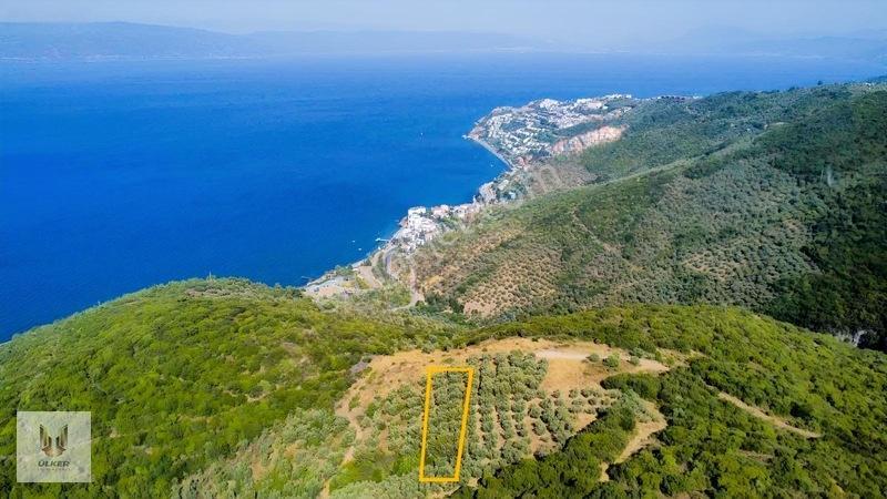 Ülker Den Kumyaka Da Ful Deniz Manzaralı Tek Tapu Zeytinlik — fotoğraf 3