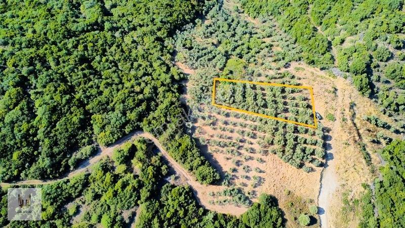 Ülker Den Kumyaka Da Ful Deniz Manzaralı Tek Tapu Zeytinlik — fotoğraf 4