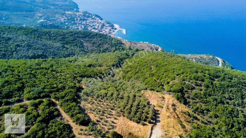 Ülker Den Kumyaka Da Ful Deniz Manzaralı Tek Tapu Zeytinlik — fotoğraf 5