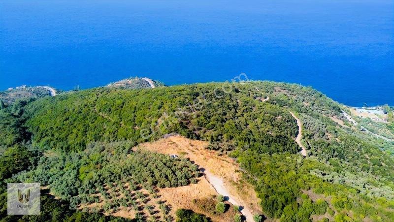 Ülker Den Kumyaka Da Ful Deniz Manzaralı Tek Tapu Zeytinlik — fotoğraf 6