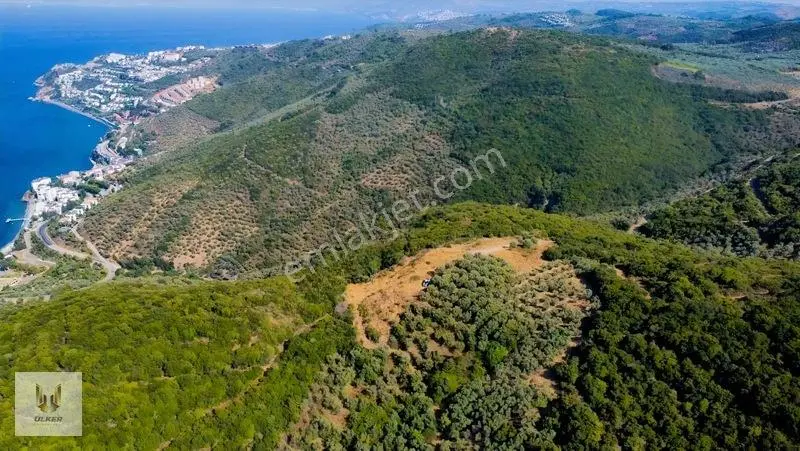 Ülker Den Kumyaka Da Ful Deniz Manzaralı Tek Tapu Zeytinlik — fotoğraf 7