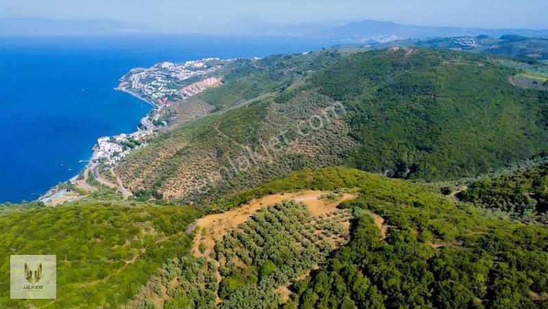 Ülker Den Kumyaka Da Ful Deniz Manzaralı Tek Tapu Zeytinlik — fotoğraf 8