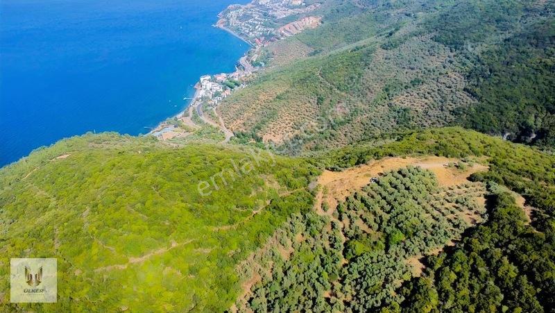 Ülker Den Kumyaka Da Ful Deniz Manzaralı Tek Tapu Zeytinlik — fotoğraf 10