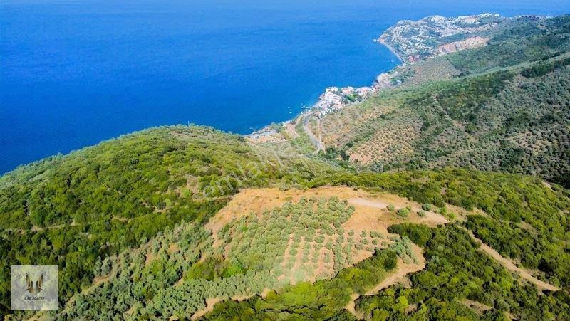 Ülker Den Kumyaka Da Ful Deniz Manzaralı Tek Tapu Zeytinlik — fotoğraf 11