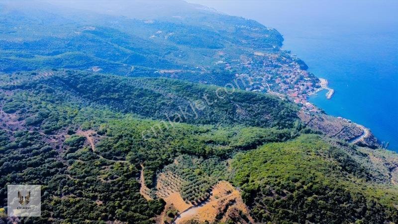 Ülker Den Kumyaka Da Ful Deniz Manzaralı Tek Tapu Zeytinlik — fotoğraf 12
