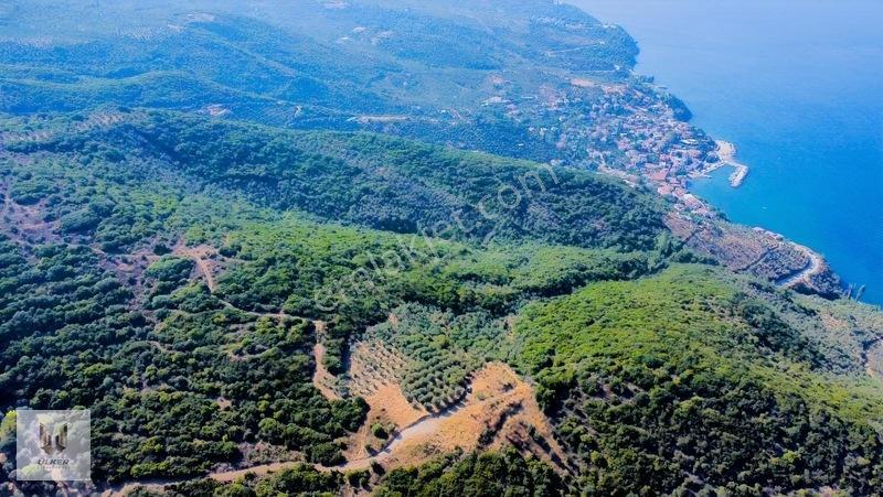 Ülker Den Kumyaka Da Ful Deniz Manzaralı Tek Tapu Zeytinlik — fotoğraf 13