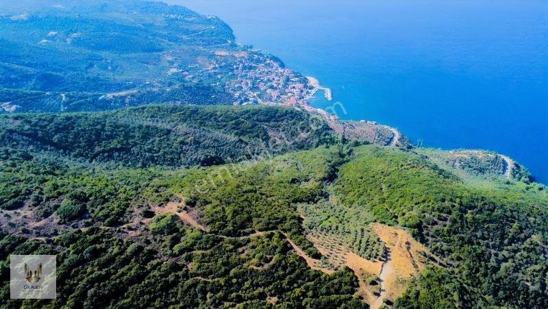Ülker Den Kumyaka Da Ful Deniz Manzaralı Tek Tapu Zeytinlik — fotoğraf 14