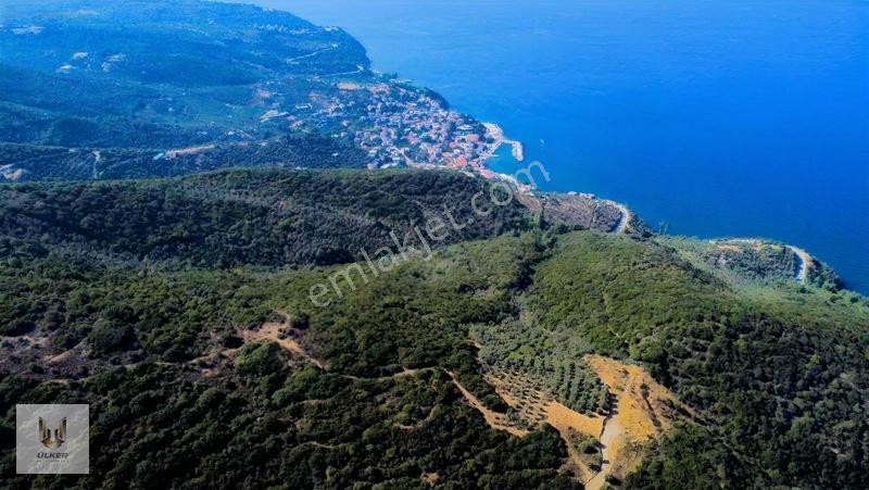 Ülker Den Kumyaka Da Ful Deniz Manzaralı Tek Tapu Zeytinlik — fotoğraf 15
