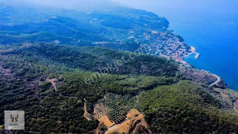 Ülker Den Kumyaka Da Ful Deniz Manzaralı Tek Tapu Zeytinlik — fotoğraf 16