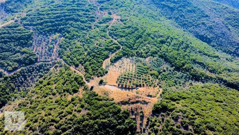 Ülker Den Kumyaka Da Ful Deniz Manzaralı Tek Tapu Zeytinlik — fotoğraf 17